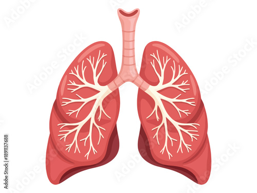 Illustration of human lungs with trachea on a white background