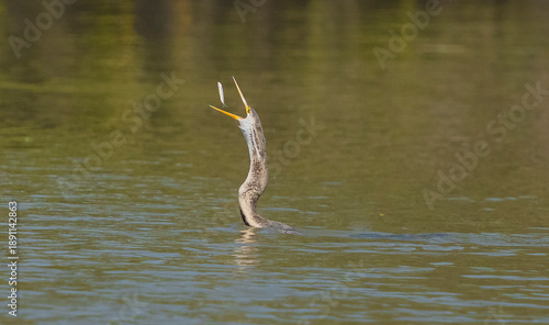 Cuadro en lienzo Snake bird feeding herself with fish in bharatpur bird sanctuary, Keoladeo natio