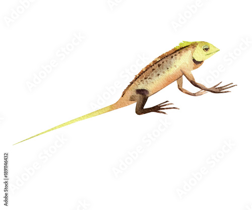 watercolor tropical lizard, green and brown reptile, hand drawn amphibians animal, environment, wildlife of islands of Indian ocean, exotic inhabitants of Bali's, Maldives coral reefs, beach, bush