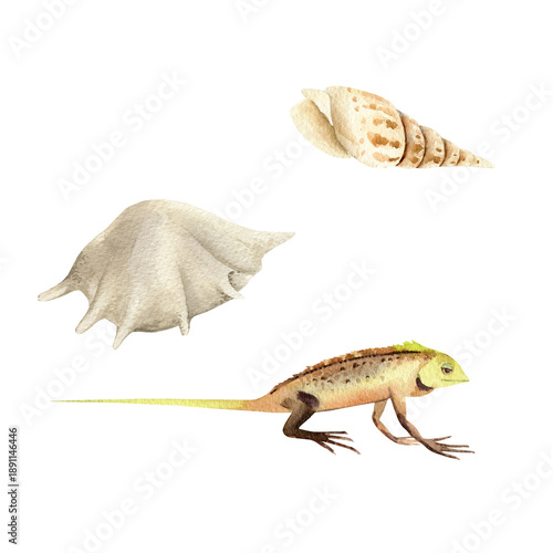 watercolor different beige striped seashells, exotic lizard, tropical shell and animal of Indian Ocean's islands, sand of beach, wildlife of ocean, sea, inhabitants of Bali's, Maldives coral reefs