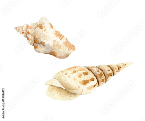 watercolor gradient beige striped seashells, tropical shell of Indian Ocean's islands, sand of beach, coastline wildlife of ocean, sea, inhabitants of Bali's, Maldives seas, coral reefs