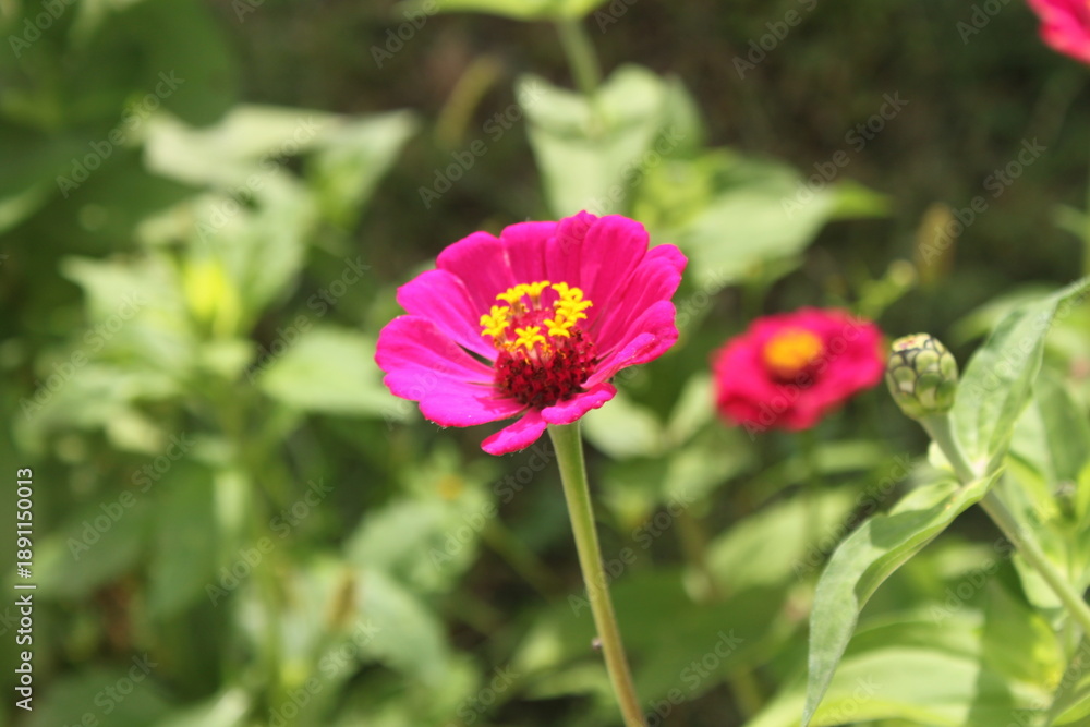 Obraz premium pink cosmos flowers