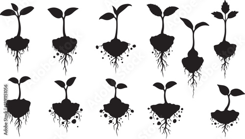 Silhouettes of young plants growing with roots and soil