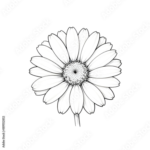 Hand Drawn Daisy Flower Line Art Illustration Isolated on White