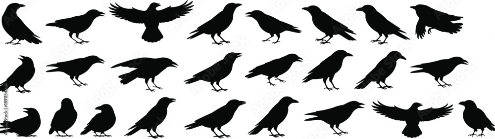 Fototapeta premium Crow black bird silhouettes collection, flying perched raven crow poses, wildlife animal vector illustration isolated set design bundle