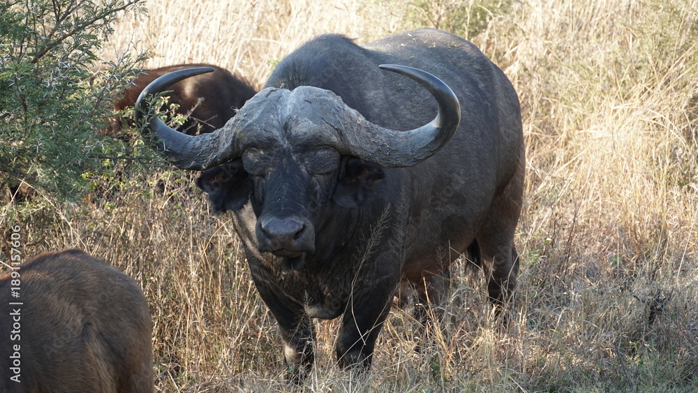 Obraz premium buffalo in the wild