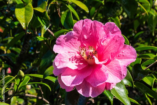 Obraz na płótnie Pink camellia flower on a bush, winter flowers blooming in January