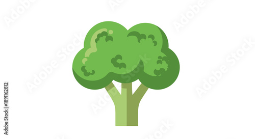 Fresh broccoli vector illustration isolated on white background for design