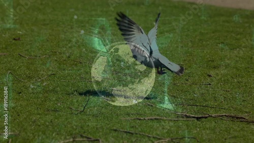 This video shows a pigeon taking off from a patch of grass in slow motion