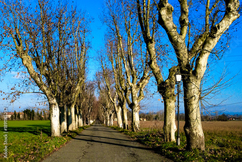 Wallpaper Mural Viale che porta all'Abbazia di Rivalta Scrivia - Tortona - Alessandria - Piemonte - Italia Torontodigital.ca