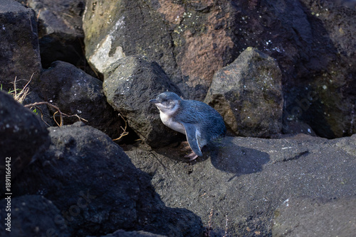 Oamaru blue Penguins (Aotearoa)