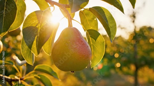 Wallpaper Mural Close-up of a ripe pear hanging from a sunlit branch, green skin with a rosy blush, leaves surround Torontodigital.ca