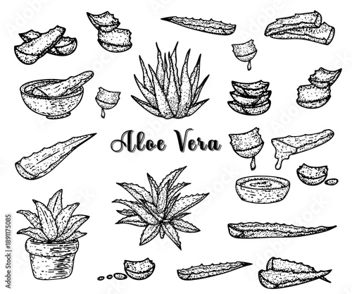 Aloe vera hand drawn sketch botanical herbal vintage illustration