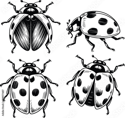 Collection of four hand drawn ladybug beetle icons for garden nature and insect wildlife vector