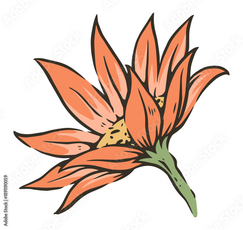 Honey flower in bloom