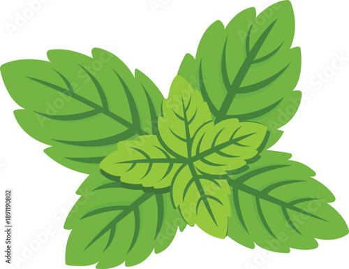 Fresh green mint leaves, herb summer element. Vibrant and aromatic, perfect for culinary use. Vector illustration in flat style.