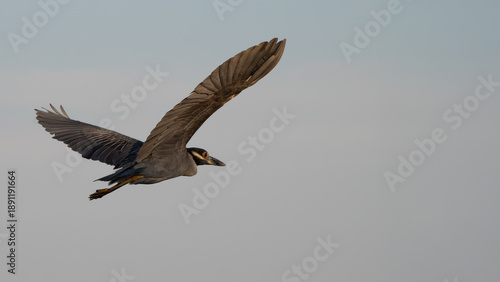 Yellow-crowned Night Heron Flying Against Clear Sky