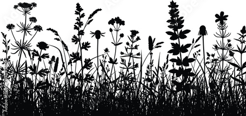 Black silhouette of wildflowers and grass on white background black, white, silhouette, wildflowers, grass, plants, flowers, botanical, nature, isolated, simple, floral, leafy, stems, blossoms, garden