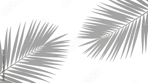 Two grey palm fronds on a white background