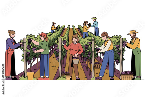 Grape harvesting in a vineyard with people working together under a clear sky, illustrating rural agriculture and seasonal farming activities in a community