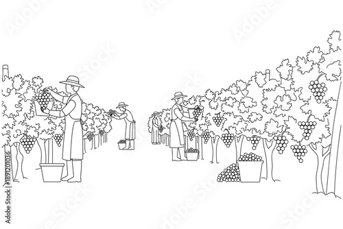 Vineyard workers diligently harvesting ripe grapes from lush vines under the sun, a scene of agricultural abundance and traditional farming practices