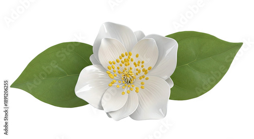 White Jasmine Flower with Green Leaves