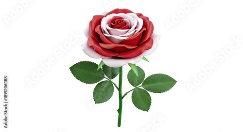 Bicolored Rose