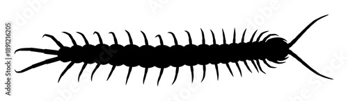 Foto Centipede Silhouette - Minimalist Vector Illustration