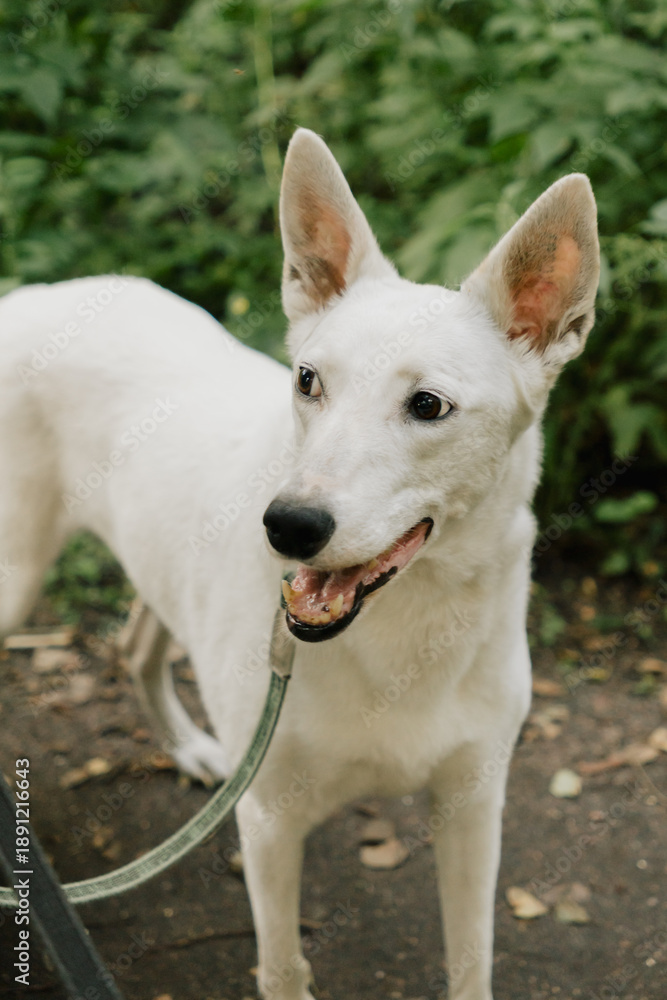 Obraz premium portrait of a white dog, a pet walking in park with its owner, training and raising pets. professional dog walker. Swiss shepherd in the park in the summer. taking care of pets.