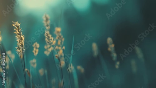 Delicate grass stems with seed heads are beautifully backlit by the soft, warm glow of the setting sun, creating a serene and ethereal impression against a blurred teal and blue green background