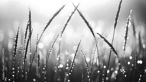 Close up view of dew covered tall grass blades in high contrast black and white monochrome photography capturing morning sunlight