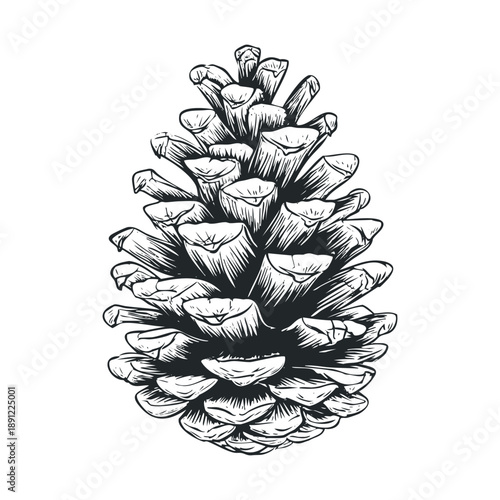 Black and white monochrome drawing of a natural pine cone with detailed texture perfect for winter holiday greeting cards and rustic forestry themed educational materials