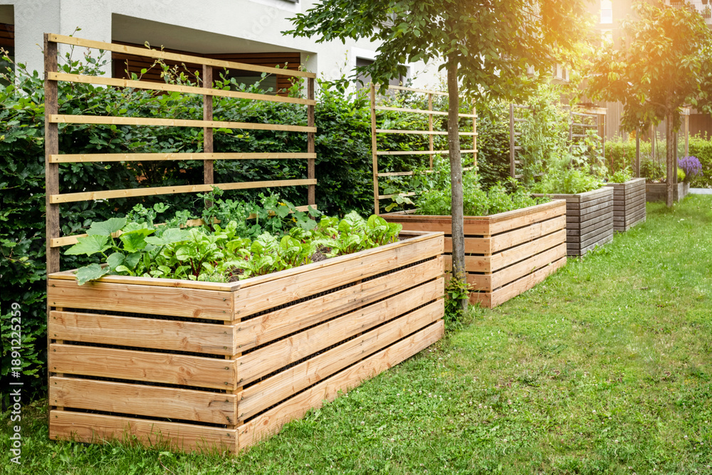 Fototapeta premium Raised Beds in Community Garden as Landscape Design. Modern High Garden Beds for Grow Vegetables and Herbs, Greenery in Urban Backyard of Residential Apartment Building. Modern Landscaping in Neighbor