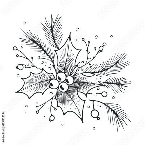 Traditional hand drawn holly branch adorned with festive winter berries and evergreen pine needles perfect for holiday greeting cards and seasonal decorations