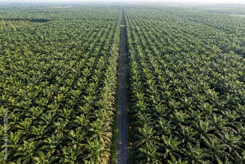 Straight asphalt road cutting through the center of a dense green oil palm plantation forest