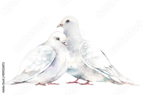 Photos Pair of white doves in love hand-drawn watercolor illustration isolated on white