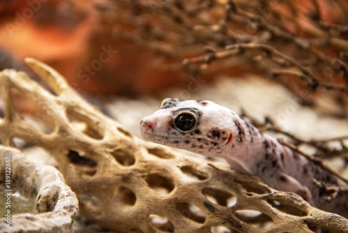 Gros plan d'un gecko vu de profil
