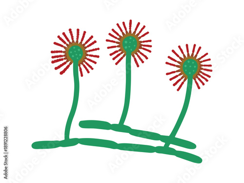 Hand Drawn Mold Aspergillus Fungus
