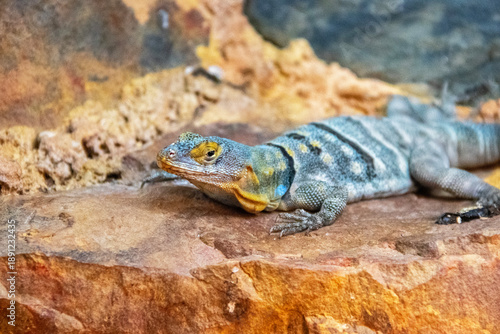 Iguane bleu sur un rocher vu de profil