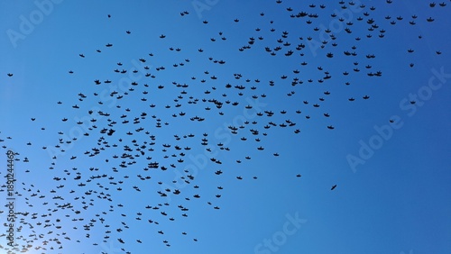 Wallpaper Mural flock of rooks flying together in blue sky silhouette Torontodigital.ca