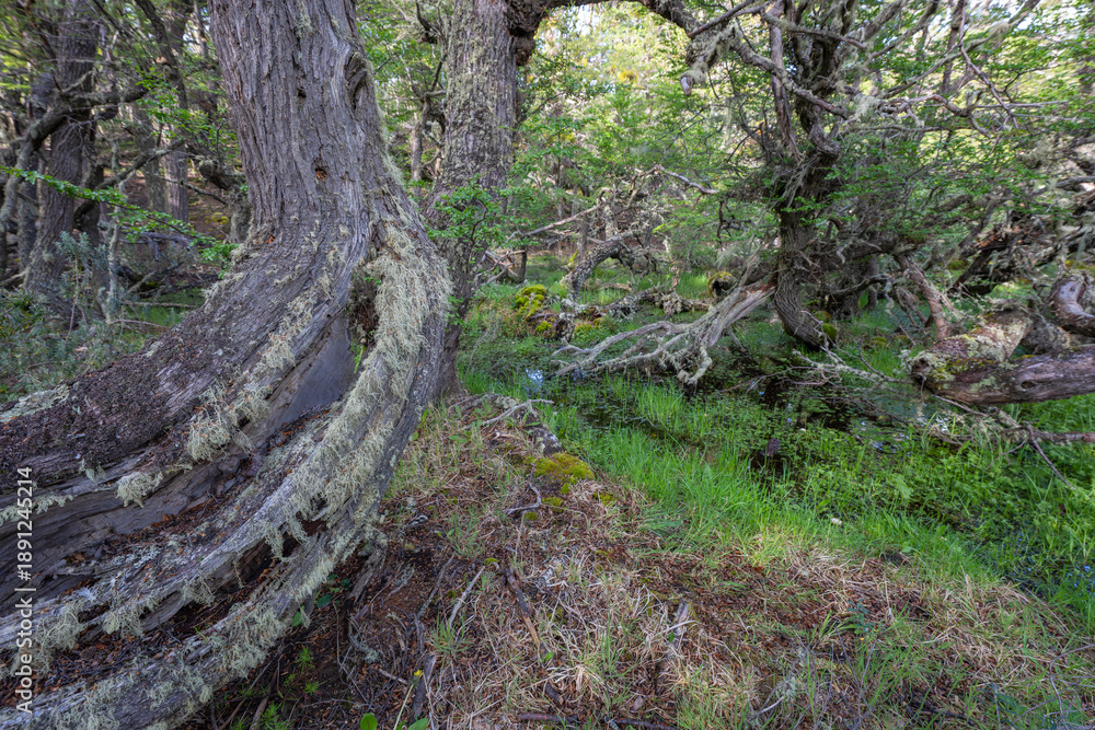 Obraz premium South Beech forest