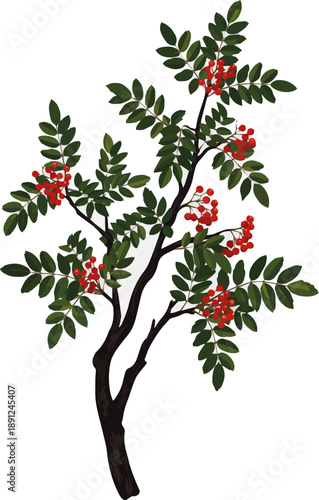Create a realistic rowan tree vector art with white background.
