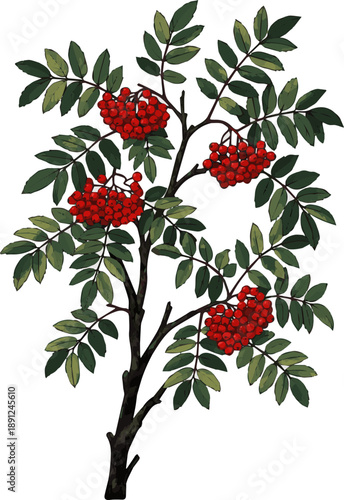 Create a realistic rowan tree vector art with white background.