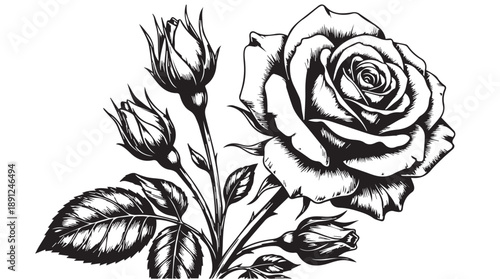 Exquisite vector drawing of a fully bloomed rose, adding a touch of natural beauty to any project