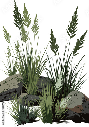 Create a realistic Tufts of ornamental grass with shadows vector art with white background.
