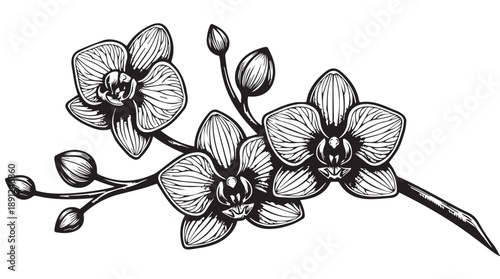 Stylized vector illustration of vibrant orchid flowers, adding a touch of exotic beauty to designs
