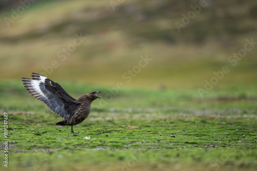 Brown or Falkland Skua on the ground