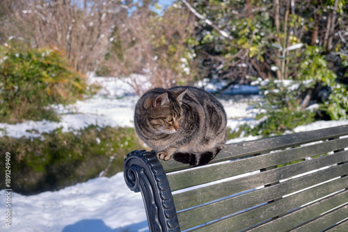 A tabby cat sits on a bench in a winter park. Sirius. Krasnodar Krai. Russia