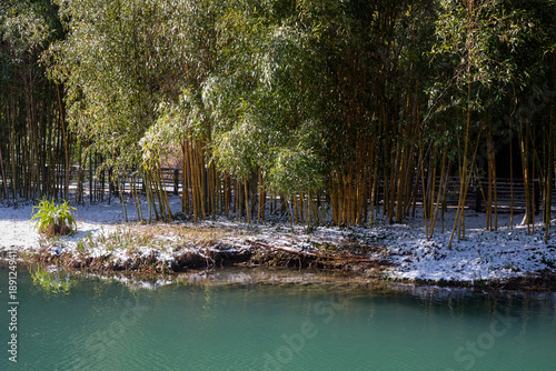 Bamboo grove on the shore of a pond in park Southern Cultures under snow in winter. Sirius. Russia