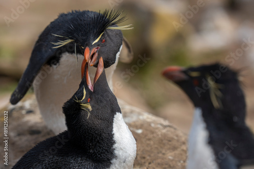 Konstfotografi Western Rockhopper Penguins Preening and courtship